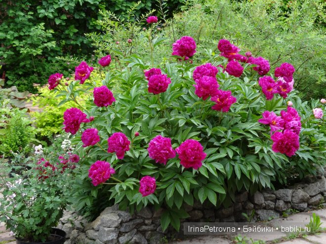 Урок ботаники для Маруси на даче в Подмосковье | Бэйбики Урок ботаники для Маруси на даче в Подмосковье