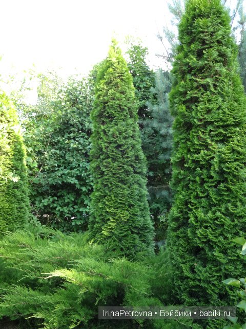 Урок ботаники для Маруси на даче в Подмосковье | Бэйбики Урок ботаники для Маруси на даче в Подмосковье