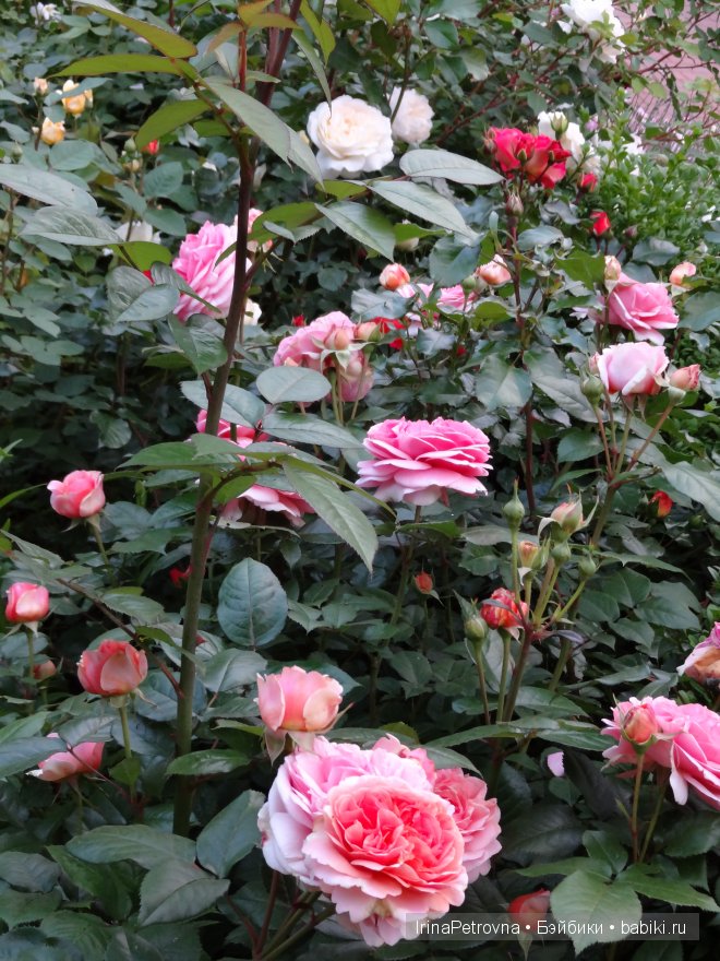 Урок ботаники для Маруси на даче в Подмосковье | Бэйбики Урок ботаники для Маруси на даче в Подмосковье