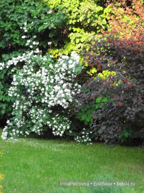 Урок ботаники для Маруси на даче в Подмосковье | Бэйбики Урок ботаники для Маруси на даче в Подмосковье (фото 8)