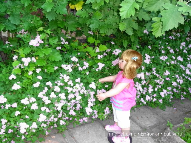 Урок ботаники для Маруси на даче в Подмосковье | Бэйбики Урок ботаники для Маруси на даче в Подмосковье