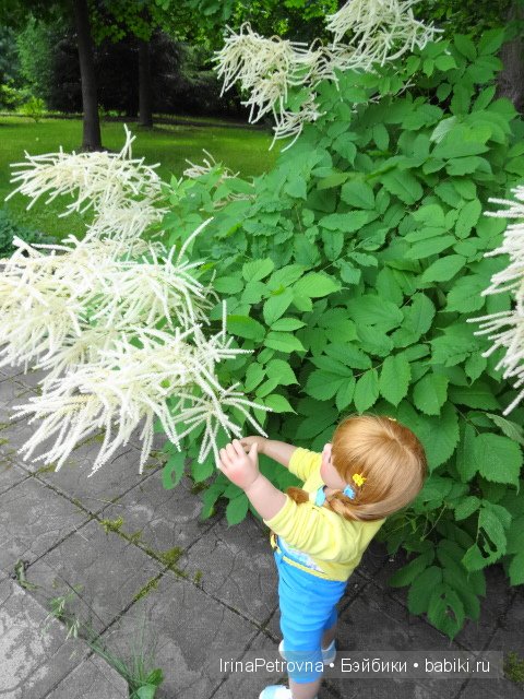 Урок ботаники для Маруси на даче в Подмосковье | Бэйбики Урок ботаники для Маруси на даче в Подмосковье