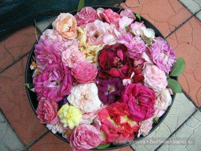 Урок ботаники для Маруси на даче в Подмосковье