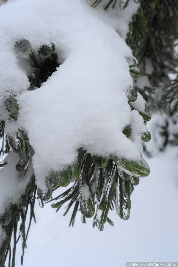 Жизель на даче. Слезы и завораживающая красота после ледяного дождя одновременно