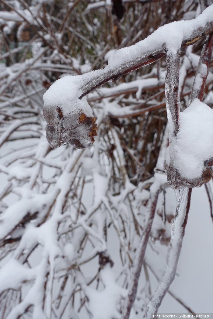 Жизель на даче. Слезы и завораживающая красота после ледяного дождя одновременно