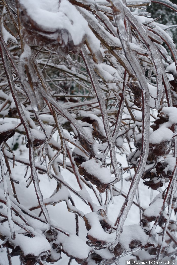 Жизель на даче. Слезы и завораживающая красота после ледяного дождя одновременно