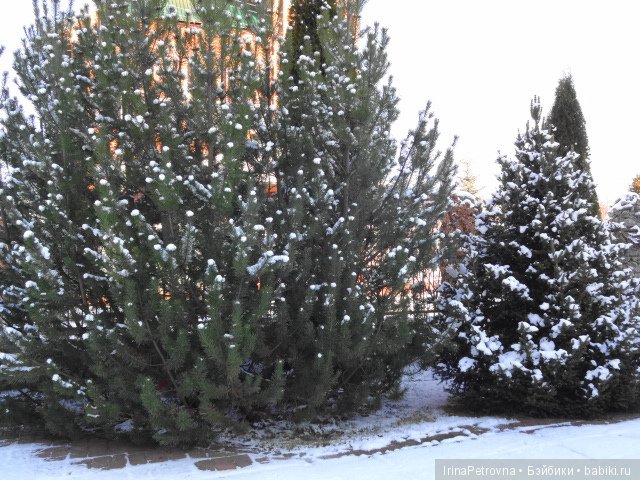 Жизель на даче. Слезы и завораживающая красота после ледяного дождя одновременно