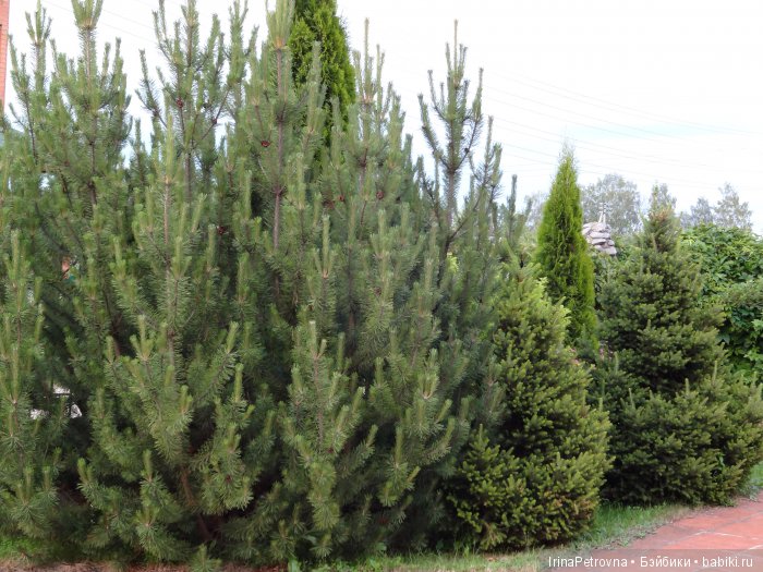 Жизель на даче. Слезы и завораживающая красота после ледяного дождя одновременно