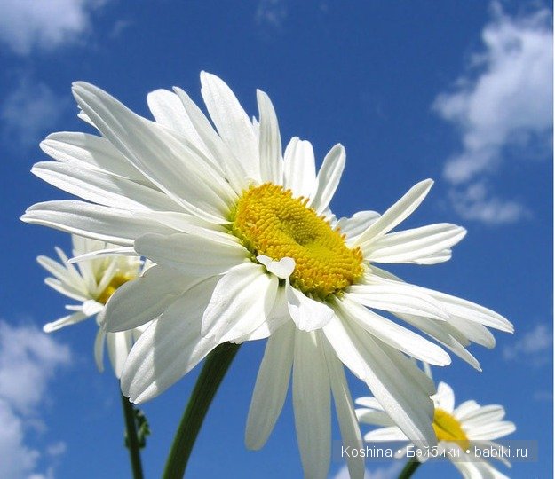 Ханна Gotz, стрижка и новый наряд