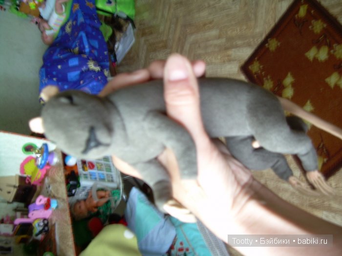 Ко мне приехал... Фомочка