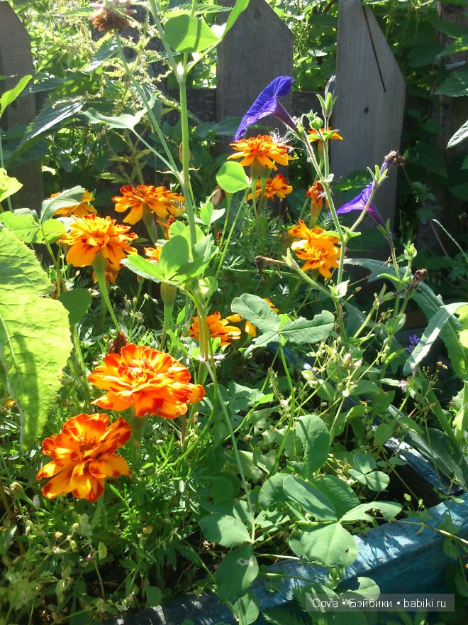 "Вот и кончилось теплое лето...." (фото 9)