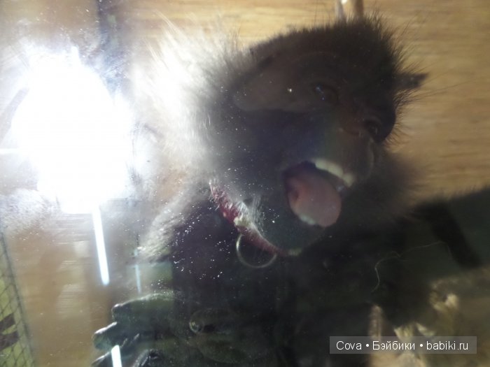 Мы ходили в зоопарк | Бэйбики Мы ходили в зоопарк — Болталка и разговоры обо всем: жизнь