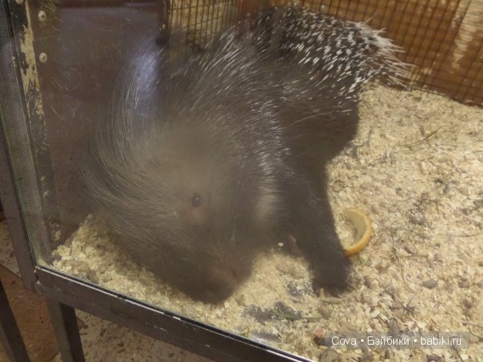 Мы ходили в зоопарк | Бэйбики Мы ходили в зоопарк — Болталка и разговоры обо всем: жизнь