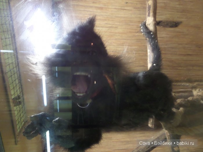 Мы ходили в зоопарк | Бэйбики Мы ходили в зоопарк — Болталка и разговоры обо всем: жизнь