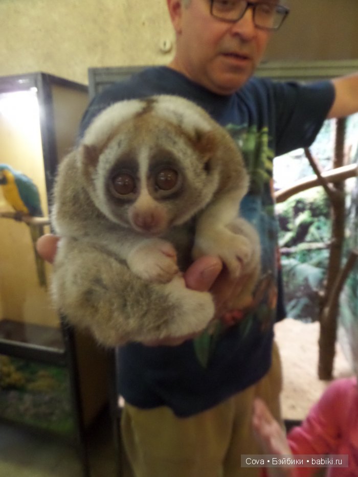 Мы ходили в зоопарк | Бэйбики Мы ходили в зоопарк — Болталка и разговоры обо всем: жизнь (фото 4)