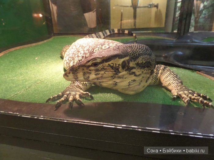 Мы ходили в зоопарк | Бэйбики Мы ходили в зоопарк — Болталка и разговоры обо всем: жизнь