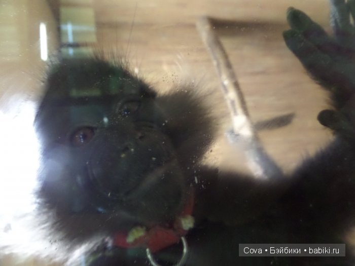 Мы ходили в зоопарк | Бэйбики Мы ходили в зоопарк — Болталка и разговоры обо всем: жизнь