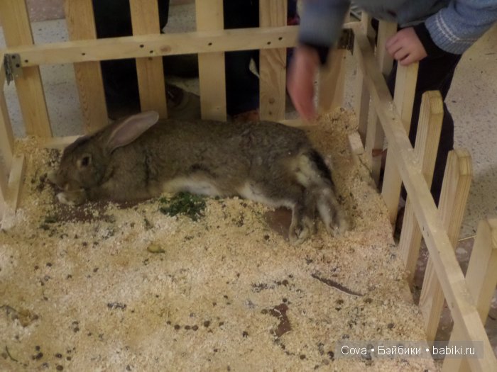 Мы ходили в зоопарк | Бэйбики Мы ходили в зоопарк — Болталка и разговоры обо всем: жизнь