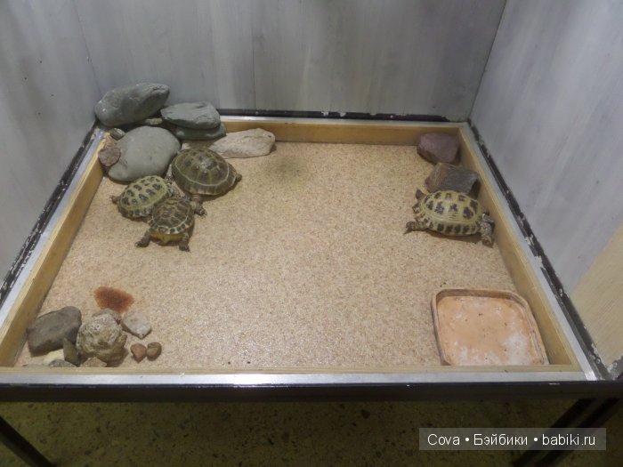 Мы ходили в зоопарк | Бэйбики Мы ходили в зоопарк — Болталка и разговоры обо всем: жизнь