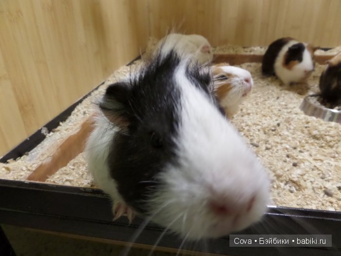 Мы ходили в зоопарк | Бэйбики Мы ходили в зоопарк — Болталка и разговоры обо всем: жизнь