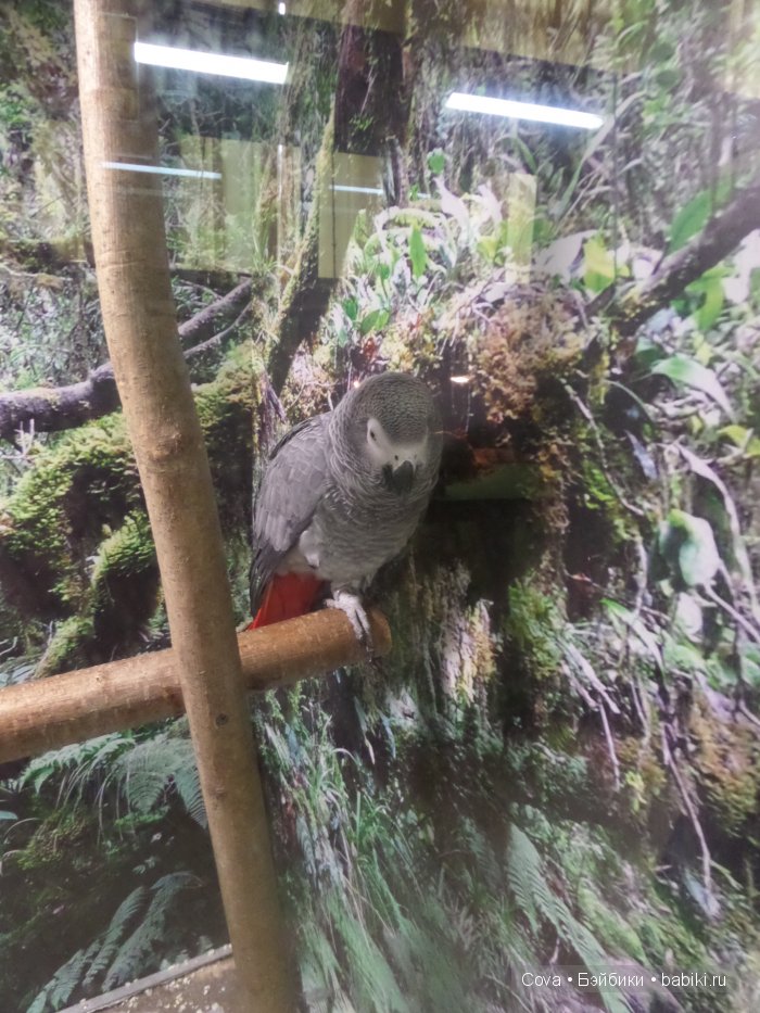 Мы ходили в зоопарк | Бэйбики Мы ходили в зоопарк — Болталка и разговоры обо всем: жизнь