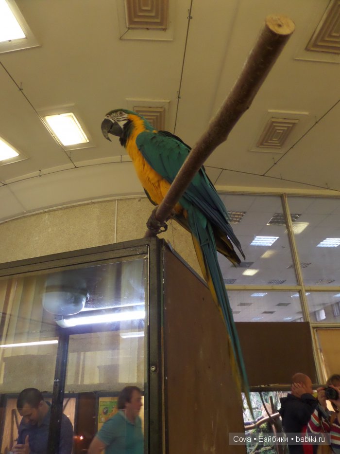 Мы ходили в зоопарк | Бэйбики Мы ходили в зоопарк — Болталка и разговоры обо всем: жизнь