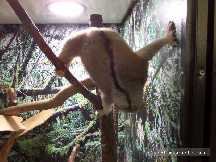 Мы ходили в зоопарк | Бэйбики Мы ходили в зоопарк — Болталка и разговоры обо всем: жизнь (фото 6)