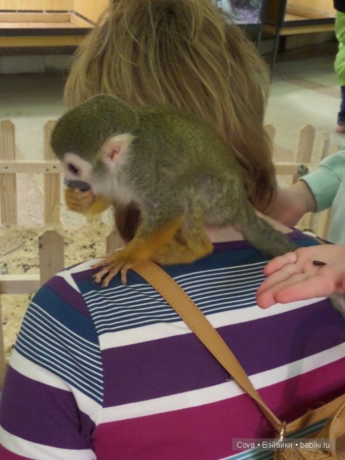 Мы ходили в зоопарк | Бэйбики Мы ходили в зоопарк — Болталка и разговоры обо всем: жизнь (фото 10)
