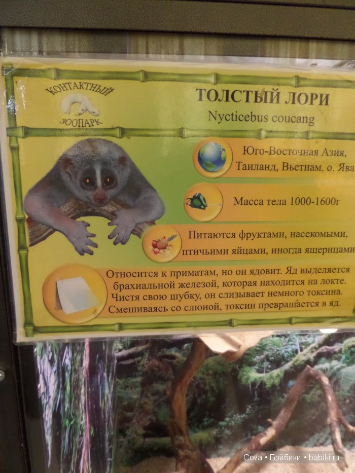 Мы ходили в зоопарк | Бэйбики Мы ходили в зоопарк — Болталка и разговоры обо всем: жизнь