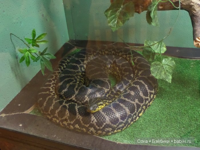 Мы ходили в зоопарк | Бэйбики Мы ходили в зоопарк — Болталка и разговоры обо всем: жизнь