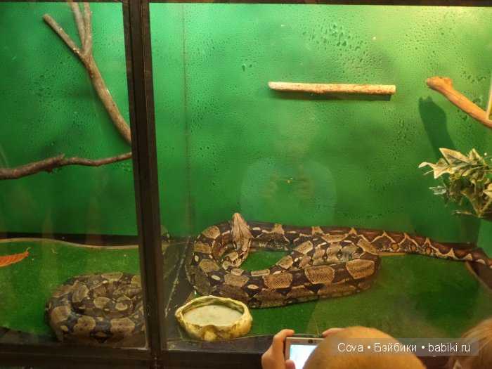 Мы ходили в зоопарк | Бэйбики Мы ходили в зоопарк — Болталка и разговоры обо всем: жизнь