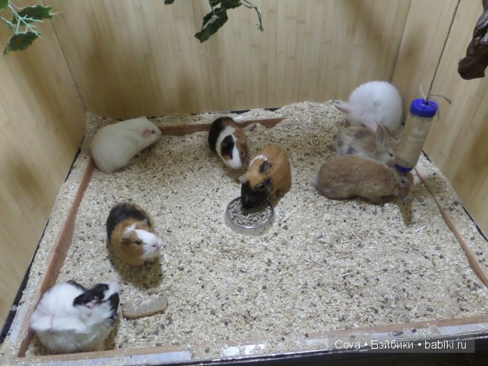 Мы ходили в зоопарк | Бэйбики Мы ходили в зоопарк — Болталка и разговоры обо всем: жизнь