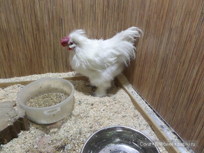 Мы ходили в зоопарк | Бэйбики Мы ходили в зоопарк — Болталка и разговоры обо всем: жизнь