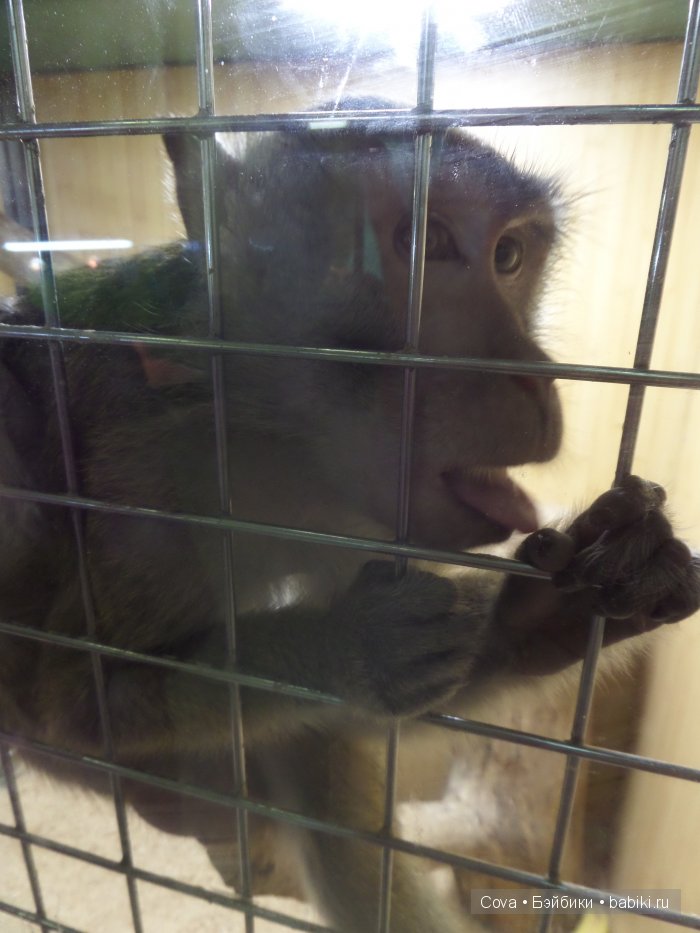 Мы ходили в зоопарк | Бэйбики Мы ходили в зоопарк — Болталка и разговоры обо всем: жизнь