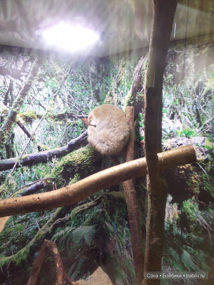 Мы ходили в зоопарк | Бэйбики Мы ходили в зоопарк — Болталка и разговоры обо всем: жизнь (фото 2)