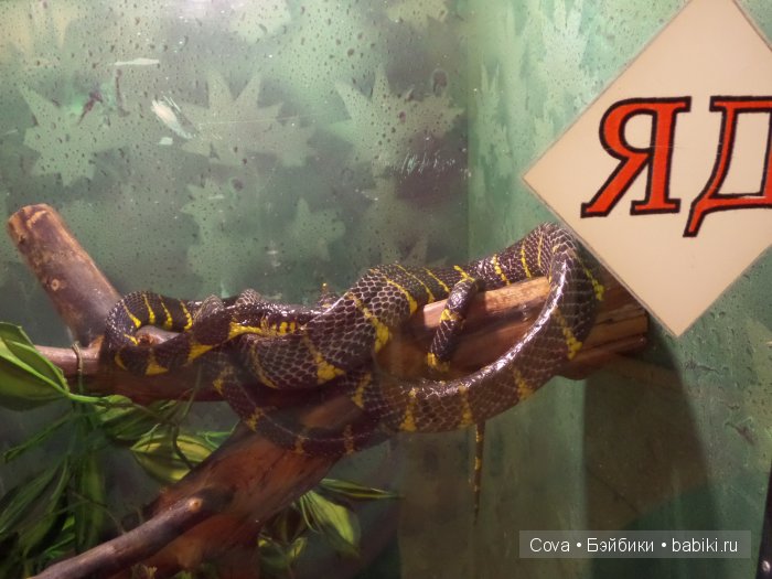 Мы ходили в зоопарк | Бэйбики Мы ходили в зоопарк — Болталка и разговоры обо всем: жизнь