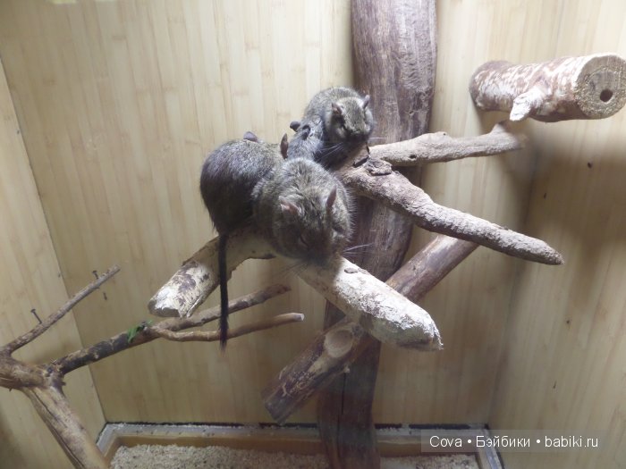 Мы ходили в зоопарк | Бэйбики Мы ходили в зоопарк — Болталка и разговоры обо всем: жизнь