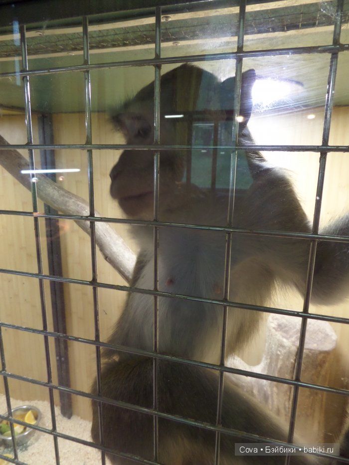 Мы ходили в зоопарк | Бэйбики Мы ходили в зоопарк — Болталка и разговоры обо всем: жизнь