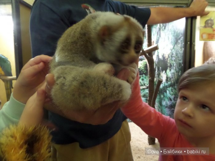 Мы ходили в зоопарк | Бэйбики Мы ходили в зоопарк — Болталка и разговоры обо всем: жизнь (фото 3)