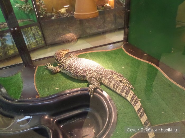 Мы ходили в зоопарк | Бэйбики Мы ходили в зоопарк — Болталка и разговоры обо всем: жизнь