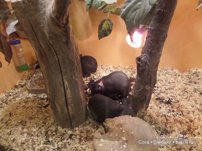 Мы ходили в зоопарк | Бэйбики Мы ходили в зоопарк — Болталка и разговоры обо всем: жизнь