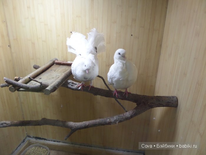 Мы ходили в зоопарк | Бэйбики Мы ходили в зоопарк — Болталка и разговоры обо всем: жизнь