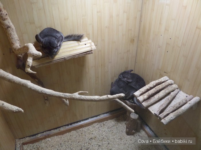 Мы ходили в зоопарк | Бэйбики Мы ходили в зоопарк — Болталка и разговоры обо всем: жизнь