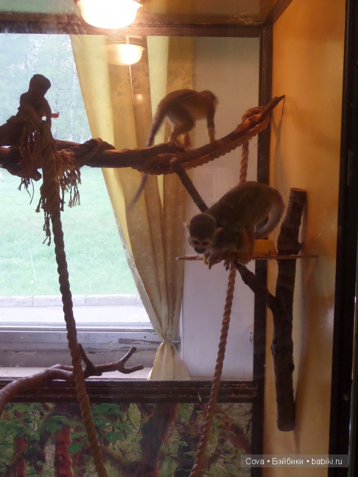 Мы ходили в зоопарк | Бэйбики Мы ходили в зоопарк — Болталка и разговоры обо всем: жизнь (фото 7)