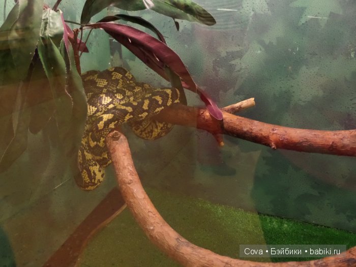 Мы ходили в зоопарк | Бэйбики Мы ходили в зоопарк — Болталка и разговоры обо всем: жизнь