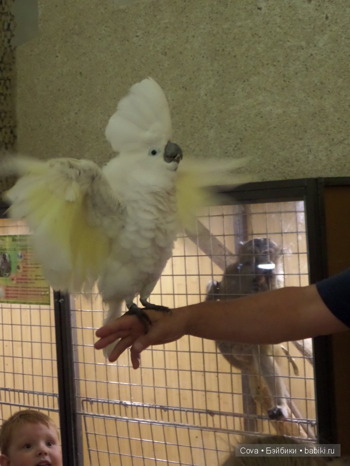 Мы ходили в зоопарк | Бэйбики Мы ходили в зоопарк — Болталка и разговоры обо всем: жизнь