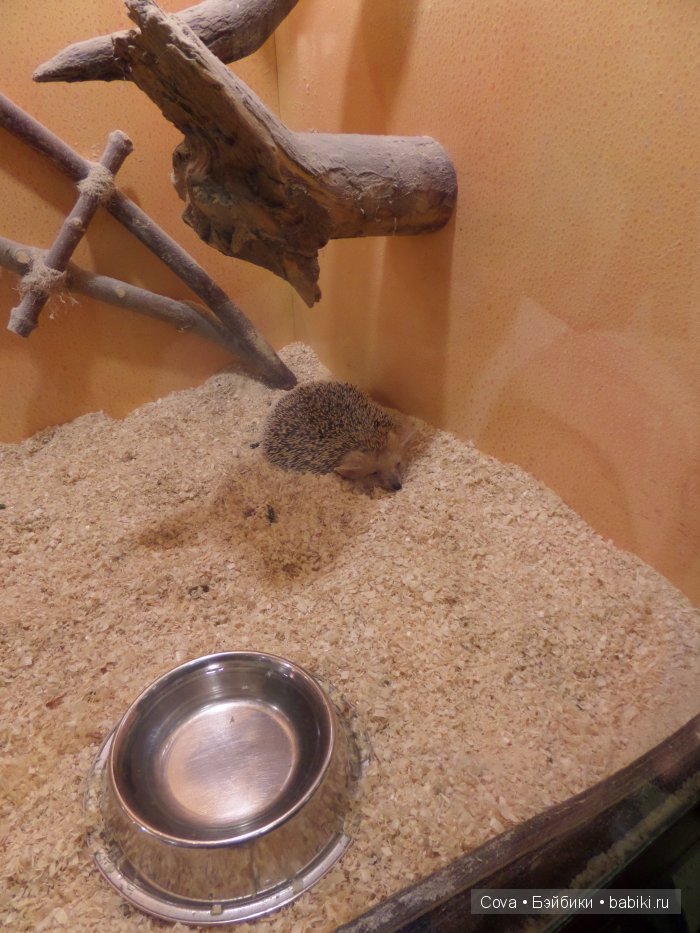 Мы ходили в зоопарк | Бэйбики Мы ходили в зоопарк — Болталка и разговоры обо всем: жизнь