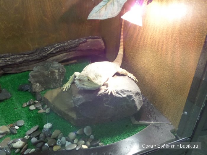 Мы ходили в зоопарк | Бэйбики Мы ходили в зоопарк — Болталка и разговоры обо всем: жизнь