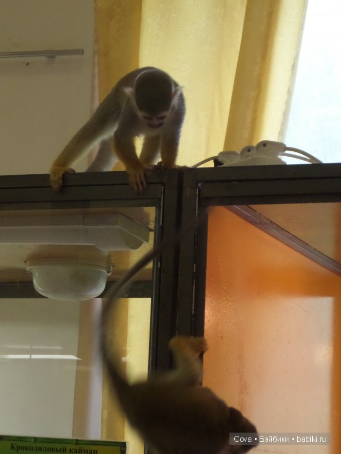 Мы ходили в зоопарк | Бэйбики Мы ходили в зоопарк — Болталка и разговоры обо всем: жизнь (фото 8)