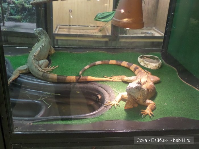 Мы ходили в зоопарк | Бэйбики Мы ходили в зоопарк — Болталка и разговоры обо всем: жизнь